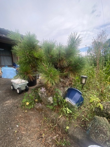石付き松