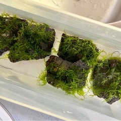 ⭐️残り１つ⭐️南米ウィローモス 溶岩石 1つ　三角葉 水景
