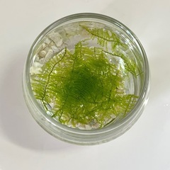 ⭐️増量⭐️南米ウィローモス 三角葉 5枚　水景