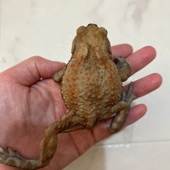 ミヤコジマヒキガエル