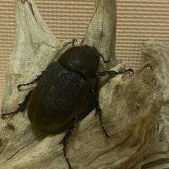 ヘラクレスオオカブトムシ　雄雌ペアの画像