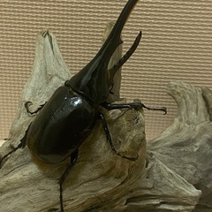 ヘラクレスオオカブトムシ　雄雌ペア