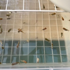 金魚らんちゅうの画像