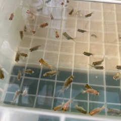 金魚らんちゅう