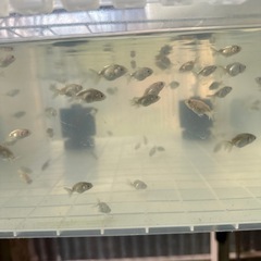 金魚らんちゅうの画像