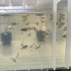 金魚らんちゅうの画像