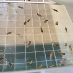 金魚らんちゅうの画像