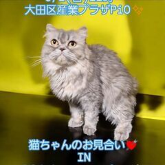 9/1（日）譲渡会。4歳スコテッシュストレート♀(⋈◍＞◡＜◍)。✧♡