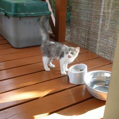耳の毛の長い子猫です。