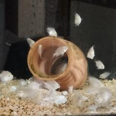 プラチナホワイトパロット熱帯魚の画像