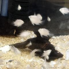 プラチナホワイトパロット熱帯魚の画像