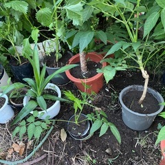 タラの芽の苗の画像