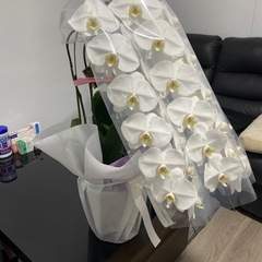 値下げ⭐︎豪華絢爛生花胡蝶蘭3本立て　定価22,000円　贈り物...