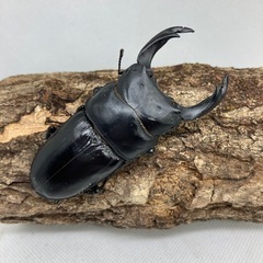 国産オオクワガタ〔能勢YG　847血統〕 ペア➕オマケ♀2