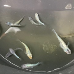 ちょっと豪華なミックスメダカ・10匹の画像