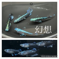 【nego_mdk】幻想メダカ、針子抜けサイズ1匹