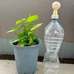 観葉植物☆シンゴニウム