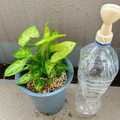 観葉植物☆シンゴニウムの画像