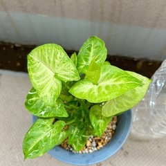 観葉植物☆シンゴニウムの画像