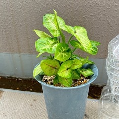 観葉植物☆シンゴニウムの画像
