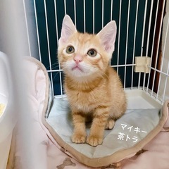 可愛いしか勝たん　茶トラマイキー