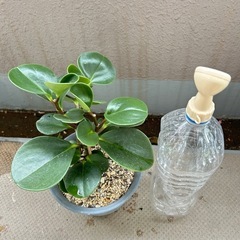 観葉植物☆ペペロミア