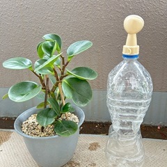 観葉植物☆ペペロミアの画像