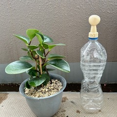 観葉植物☆ペペロミアの画像