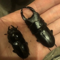 国産オオクワガタ　オスメスペア