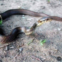 ヒバカリを探しています