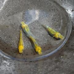 お渡し待ち★めだか～黄桜 (夜桜系)若魚 2ペアの画像