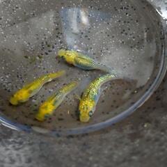 お渡し待ち★めだか～黄桜 (夜桜系)若魚 2ペア