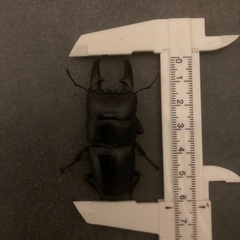 福岡県産ヒラタクワガタペアの画像