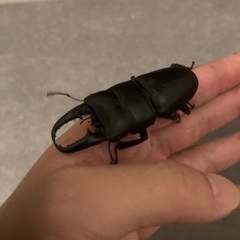 福岡県産ヒラタクワガタペアの画像