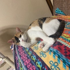 1歳2ヶ月甘えん坊ももちゃん♡