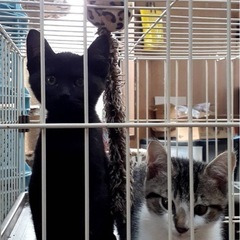 仔猫:ミケ猫の方はトライアルに行きました