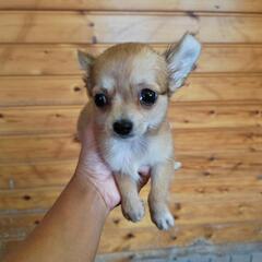 チワワ子犬❣️2ヶ月❣️男の子