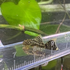 ブッシープレコ　ロングフィンタイプ　幼魚2匹の画像