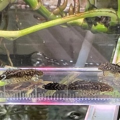 ブッシープレコ　ロングフィンタイプ　幼魚2匹の画像