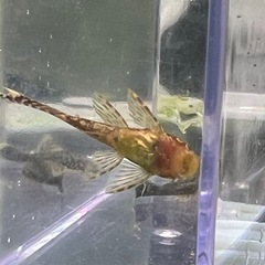 ブッシープレコ　ロングフィンタイプ　幼魚2匹