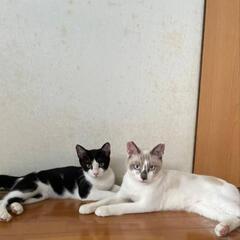 シャムMIX、ハチワレの子猫