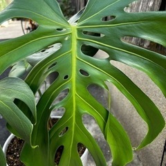 観葉植物 モンステラ 陶器鉢 付き|高さ約70cmの画像