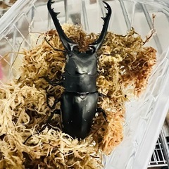 ギラファノコギリクワガタ　ペア　ギラファ　ケイスケ　大型の画像