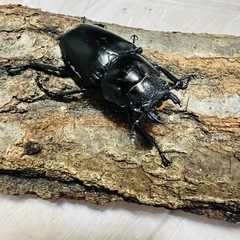 ギラファノコギリクワガタ　ペア　ギラファ　ケイスケ　大型の画像