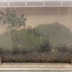 苔　ガーデニング　和　庭　庭園　坪庭の画像