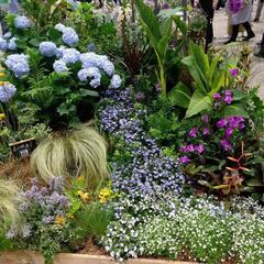 ガーデニングや植物好きの人と話したい😆 - 友達