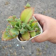 子宝草　多肉植物