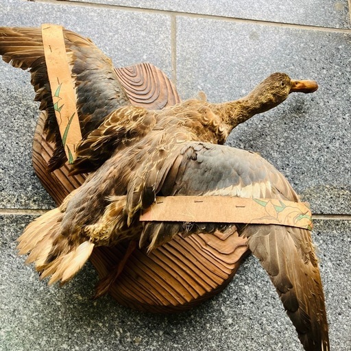 かもめ　剥製