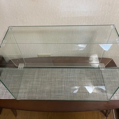 【ラスト在庫】鑑賞エビ飼ってみませんか？レッドチェリーシュリンプ＋60cm水槽の画像