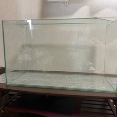 【ラスト在庫】鑑賞エビ飼ってみませんか？レッドチェリーシュリンプ＋60cm水槽の画像